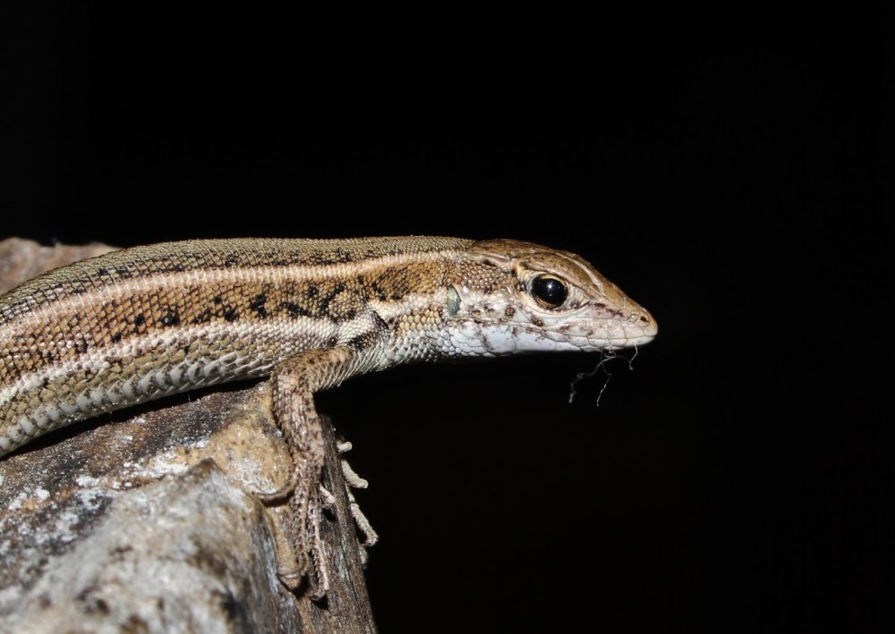 Trachylepis vittata