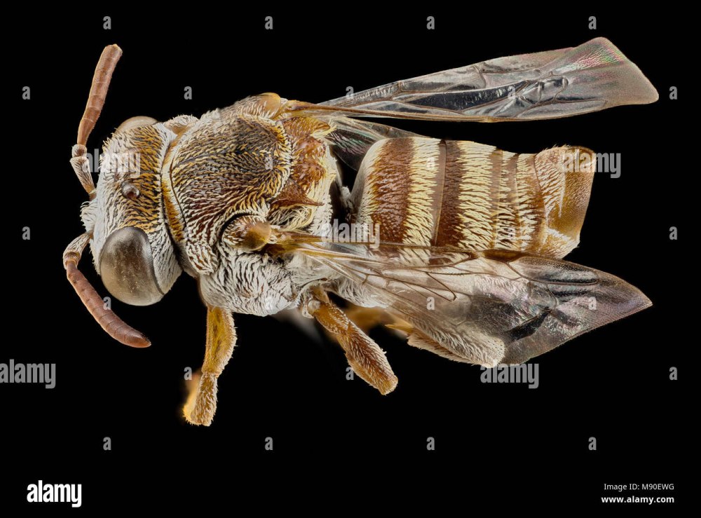 Пчелы epeolus axillaris