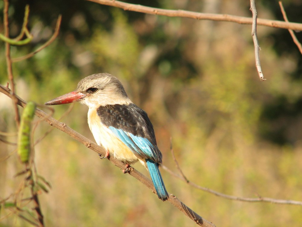 Halcyon albiventris