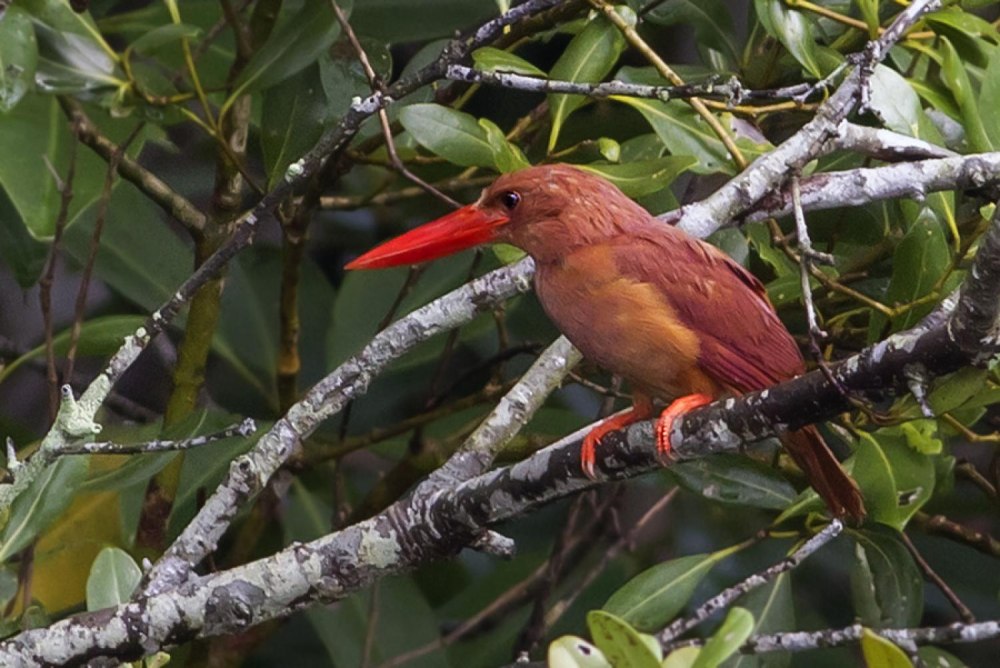 Ruddy Kingfisher: Halcyon coromanda