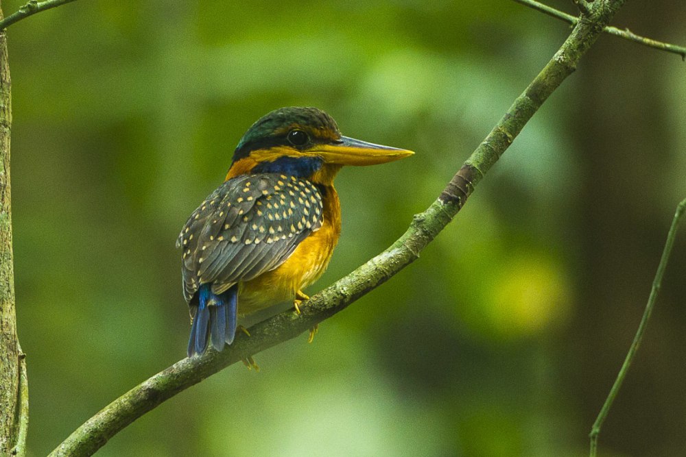 Collared Alcyone
