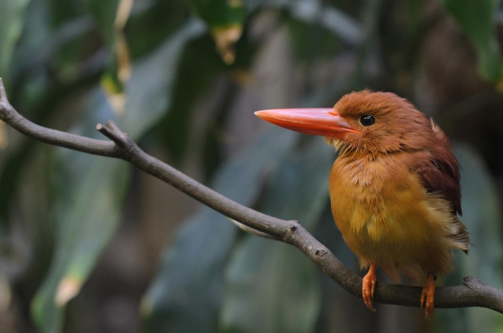 Отряд Ракшеобразные coraciiformes