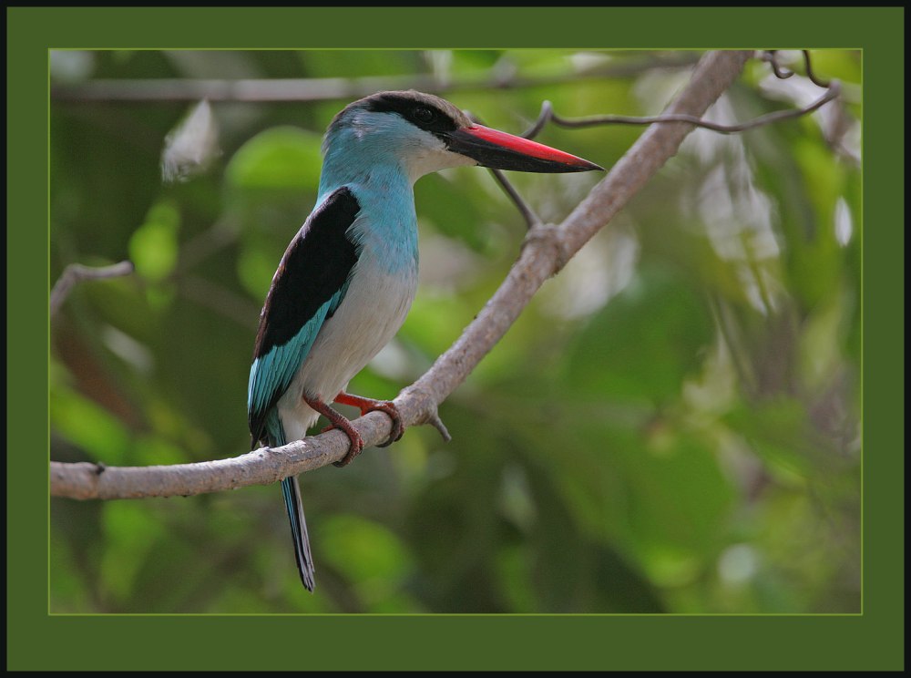 Collared Alcyone or Red-Nosed Kingfisher or White-breasted Kingfisher Ариал обитания на карте