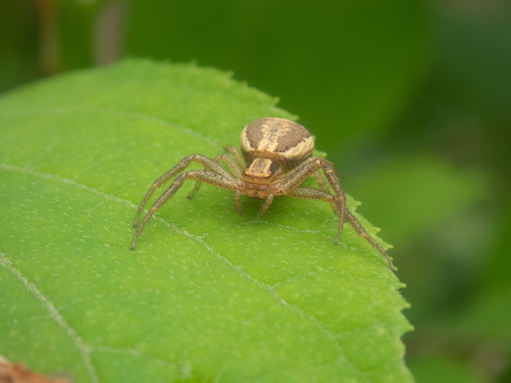 Паук Xysticus Ulmi