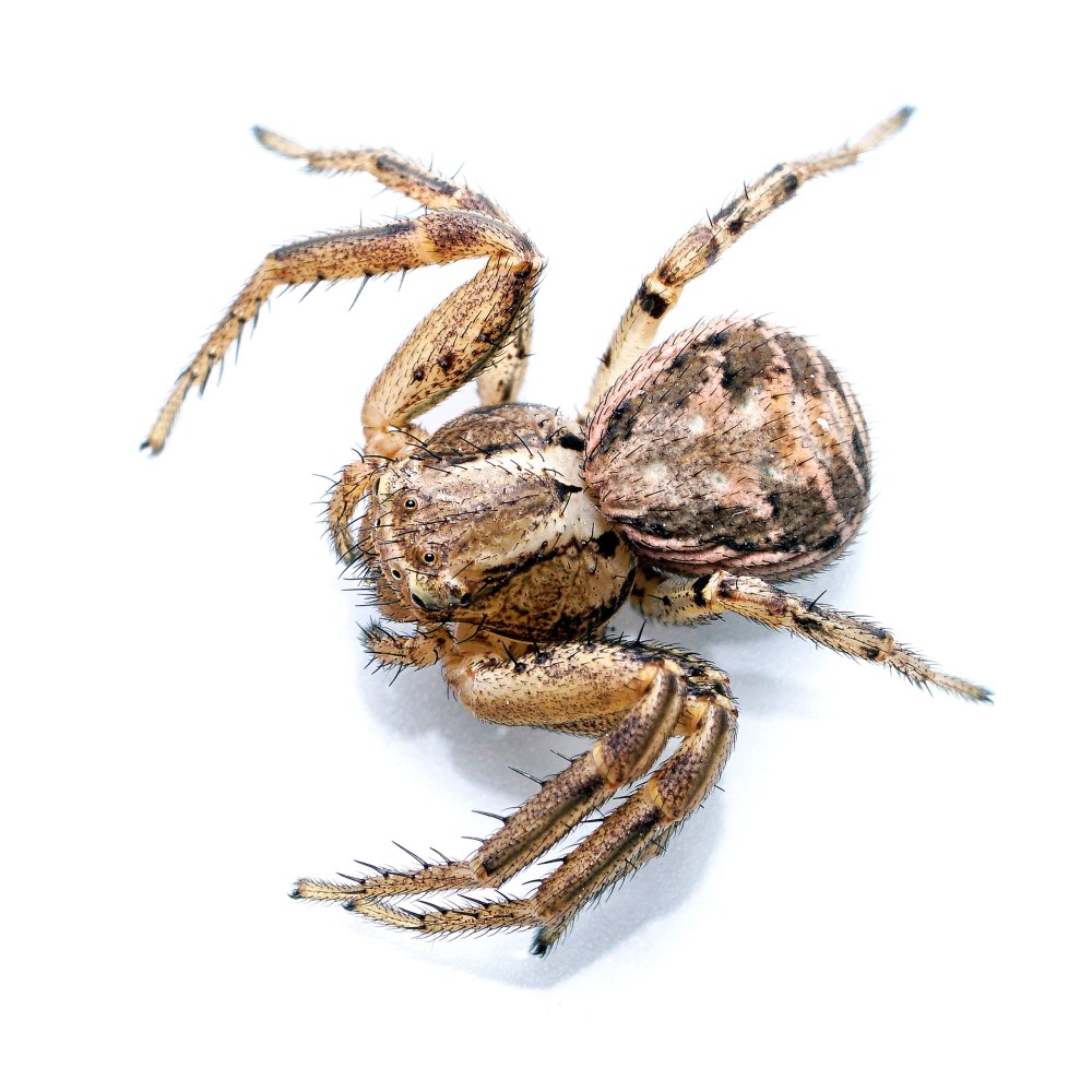 Xysticus cristatus