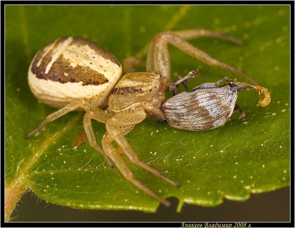 Xisticus ephippiatus