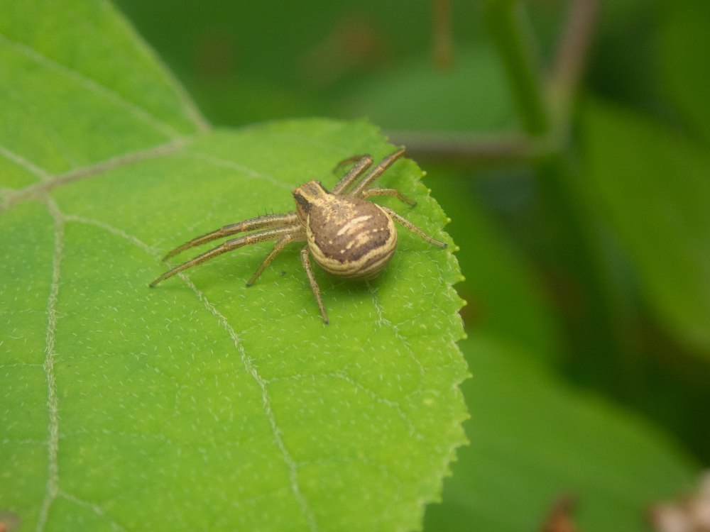 Паук Xysticus emertoni