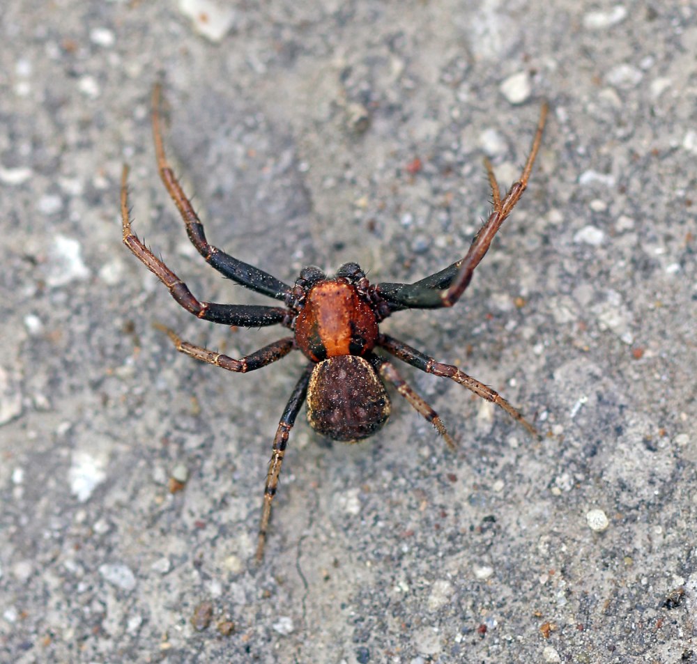 Xysticus luctator