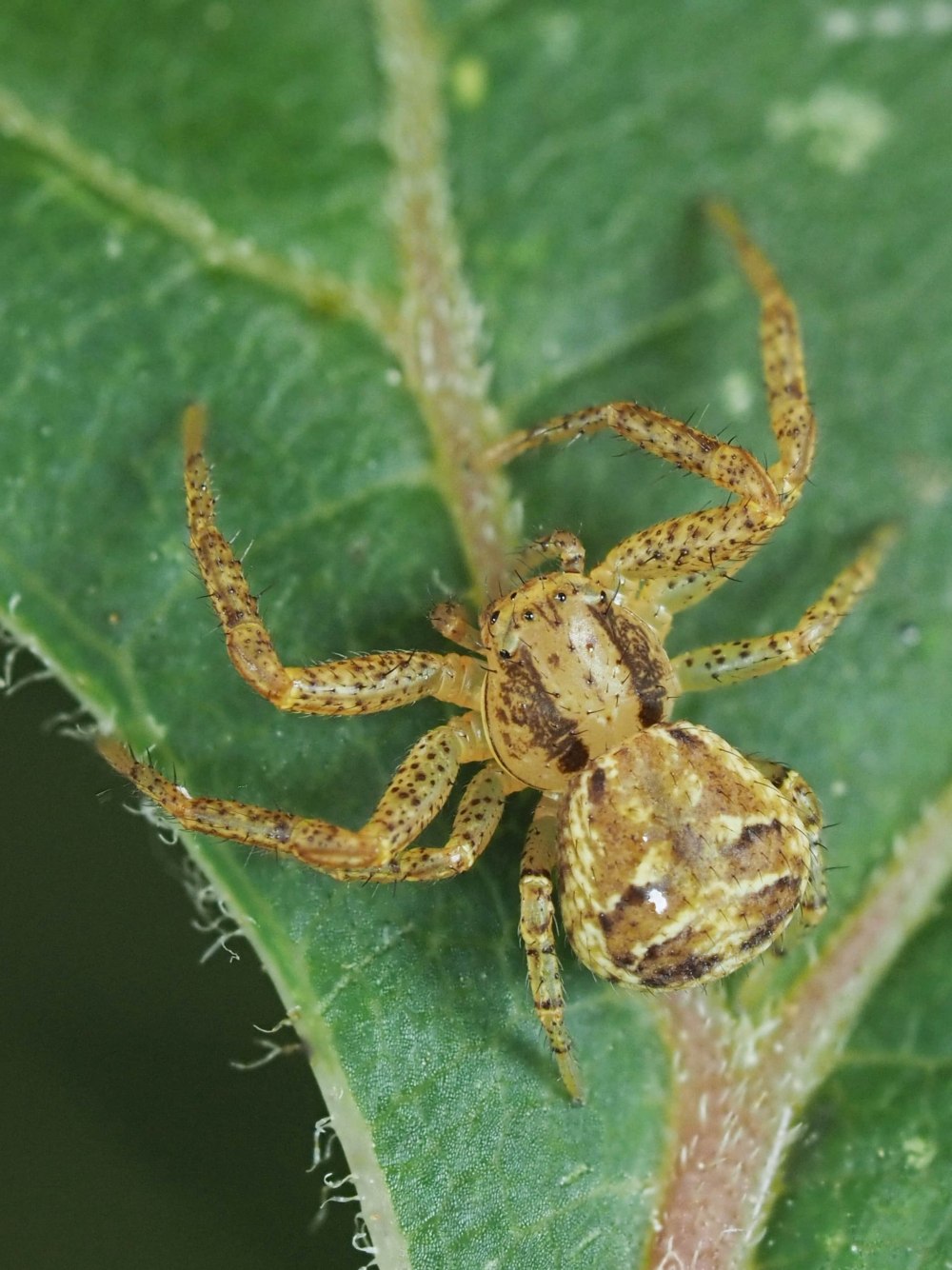 Паук Xysticus cristatus