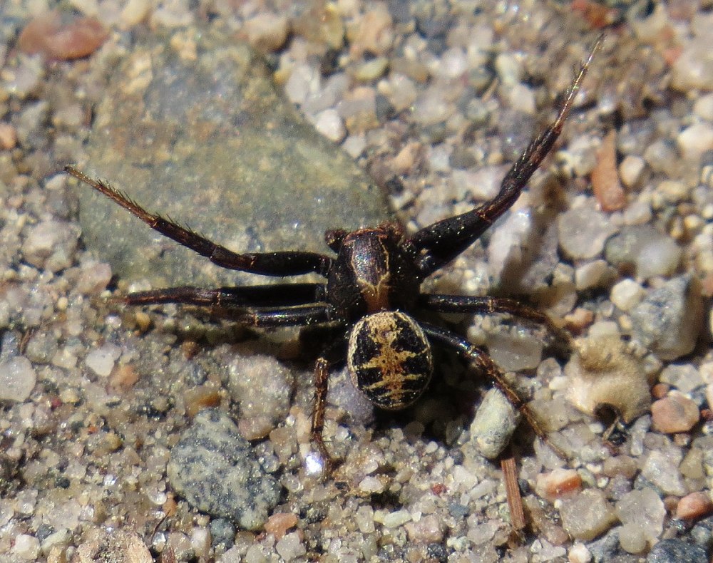 Alopecosa aculeata
