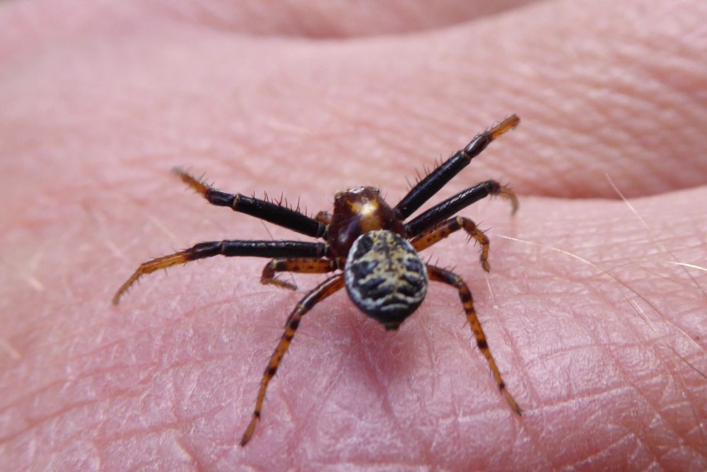 Xysticus Lanio