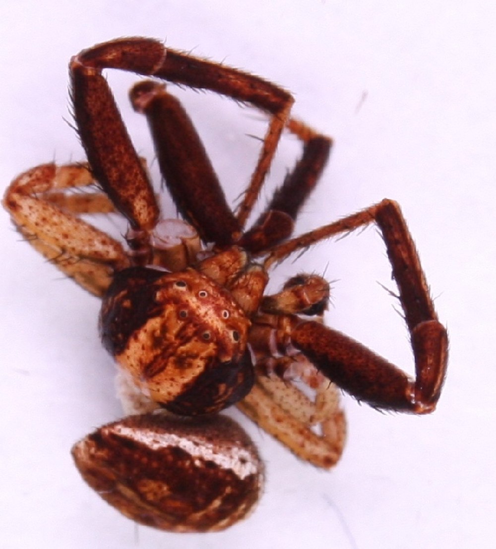 Xysticus ninnii