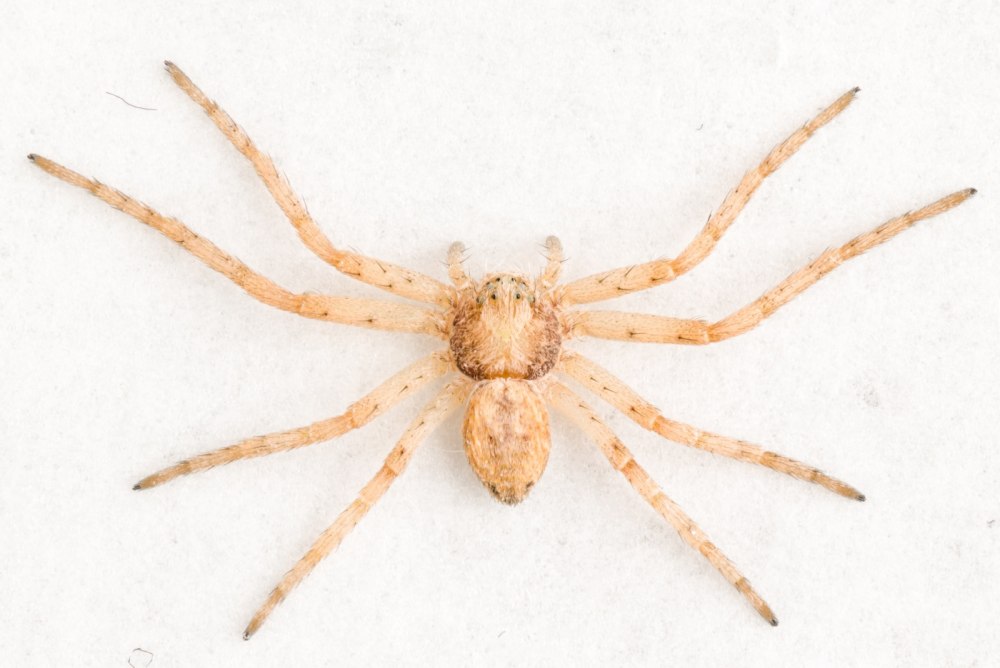Philodromus alascensis