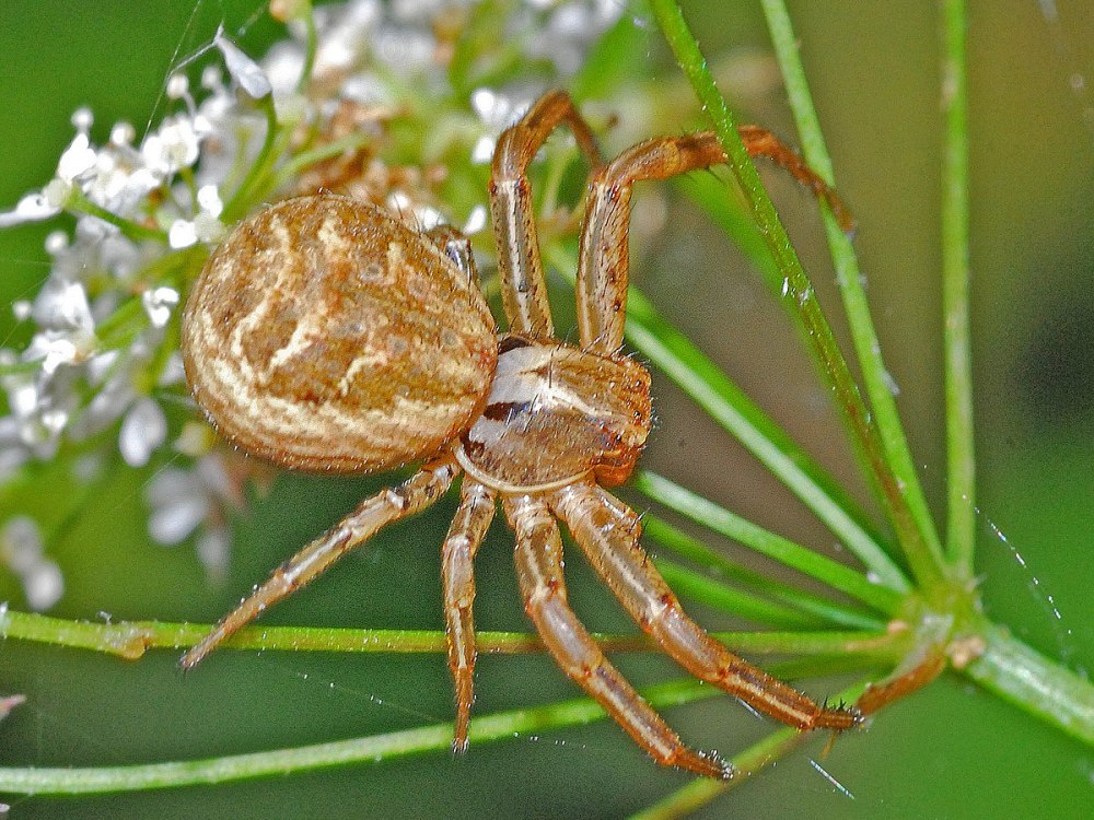 Паук Xysticus emertoni