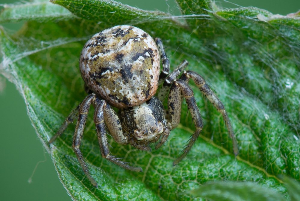 Xiptahius Audax