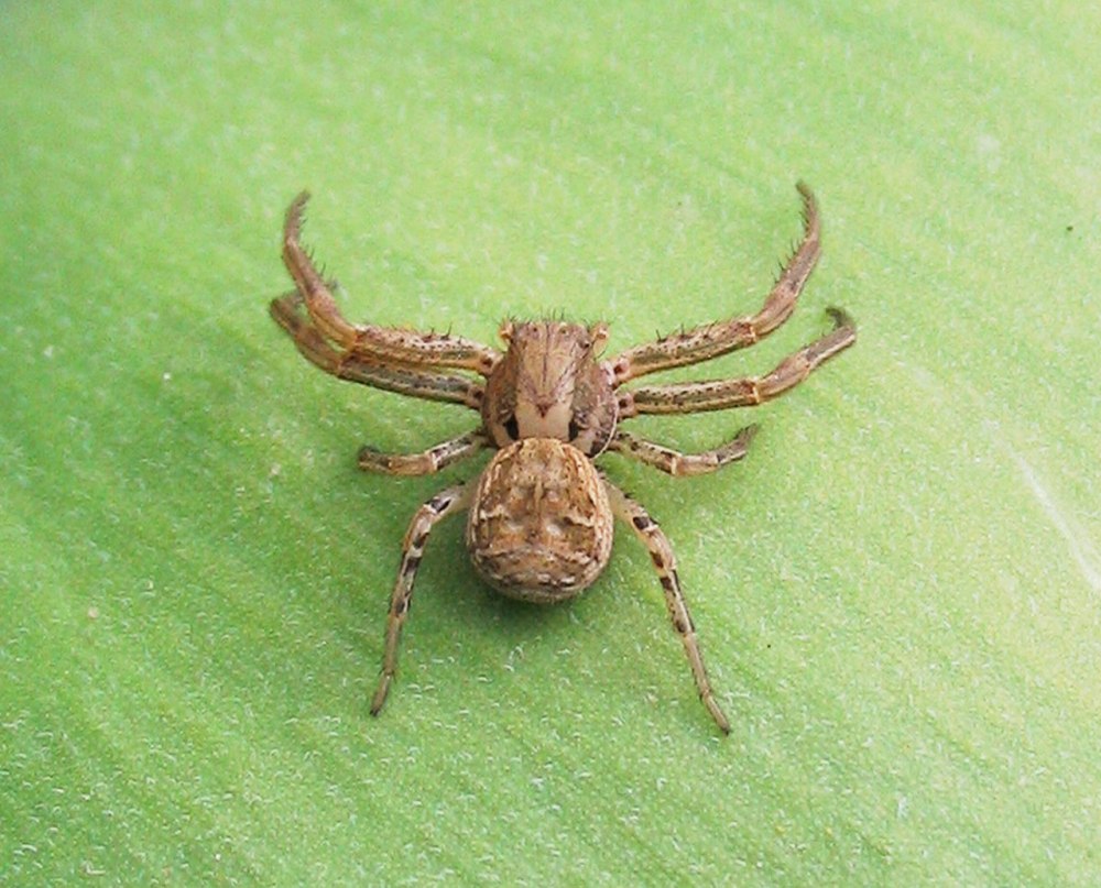 Xysticus SP
