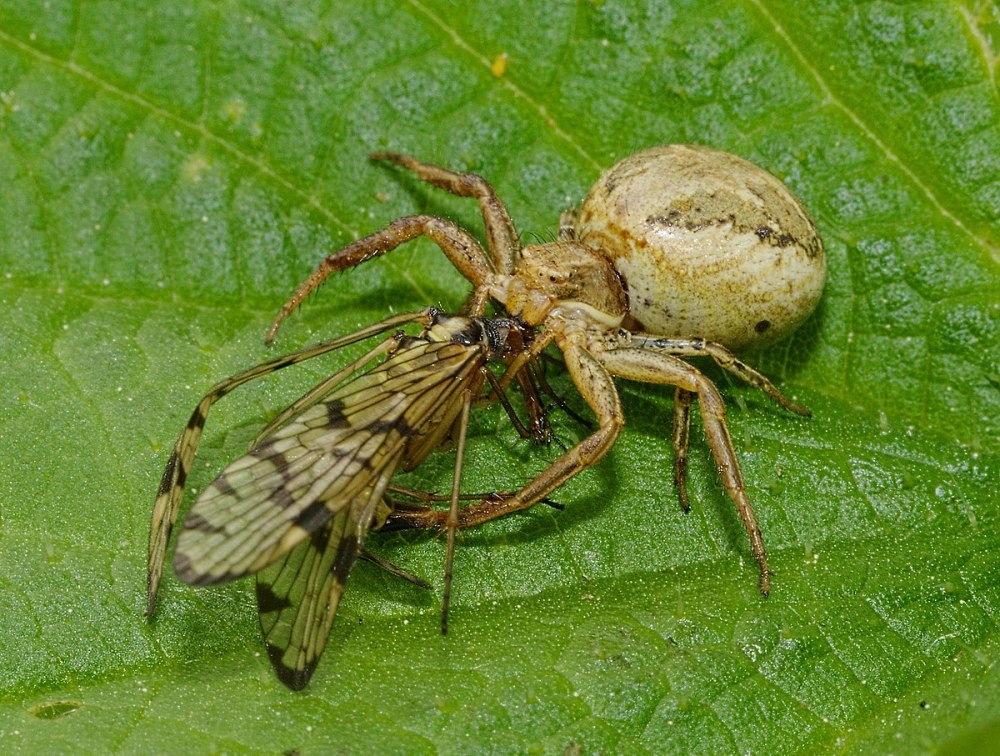 Xysticus Ulmi самка