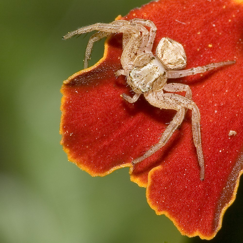 Thomisidae, Diaea SP.