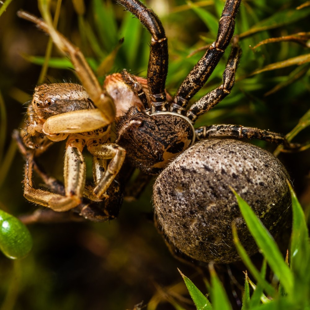 Xysticus cristatus