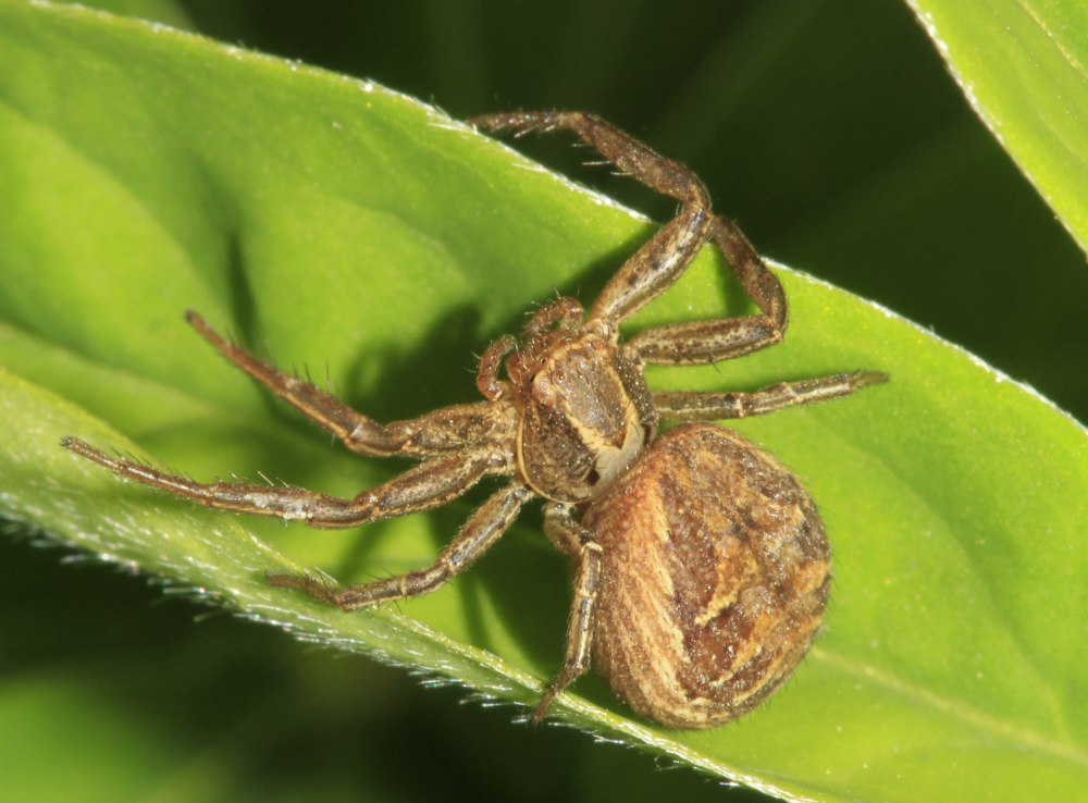 Xysticus cristatus