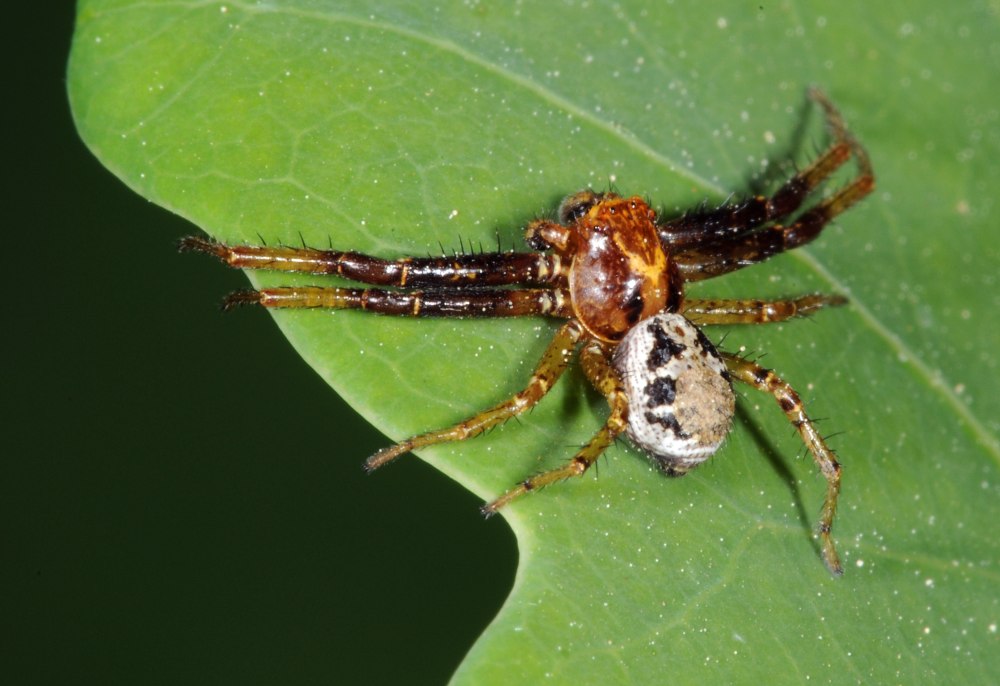 Xysticus Lanio