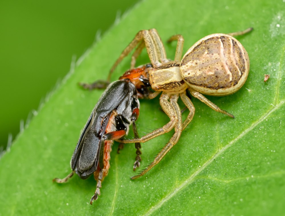 Паук Xysticus Ulmi