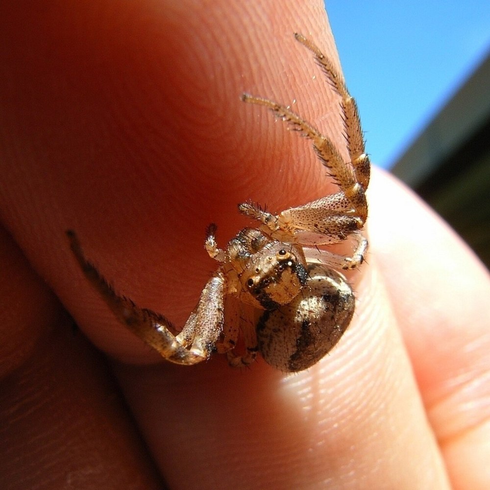 Паук вида Xysticus croceus