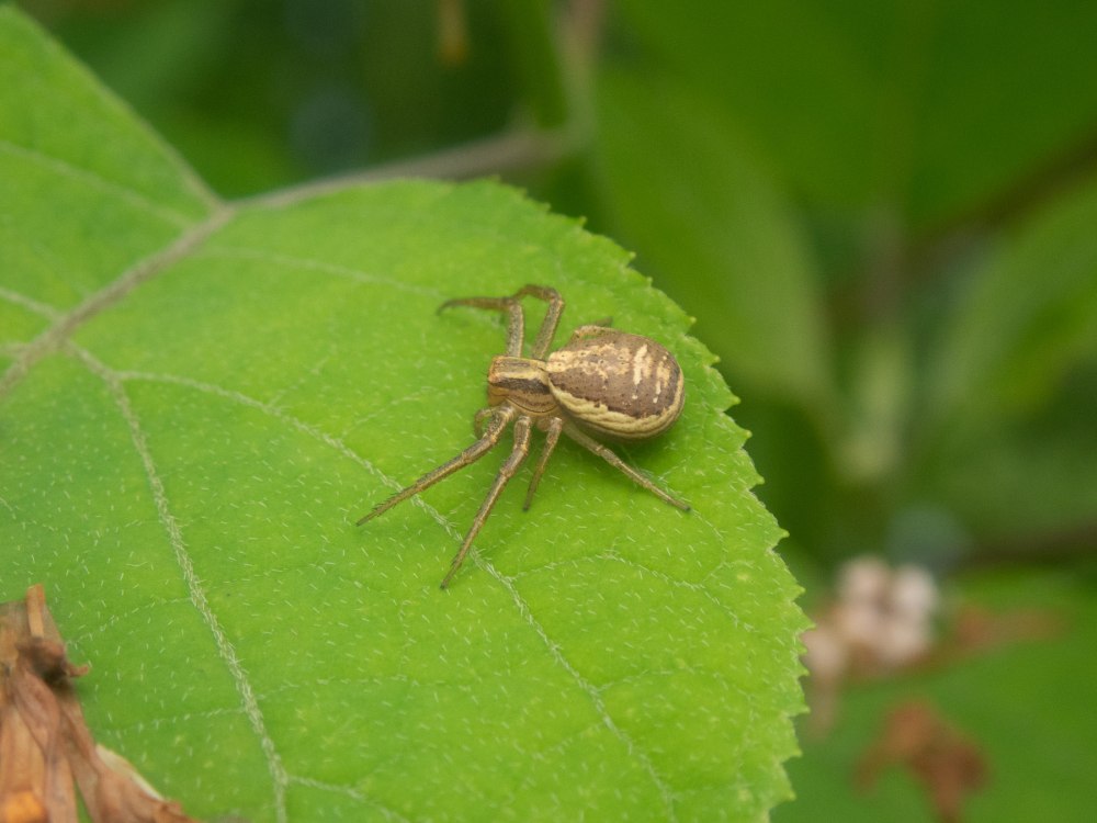 Паук Xysticus emertoni
