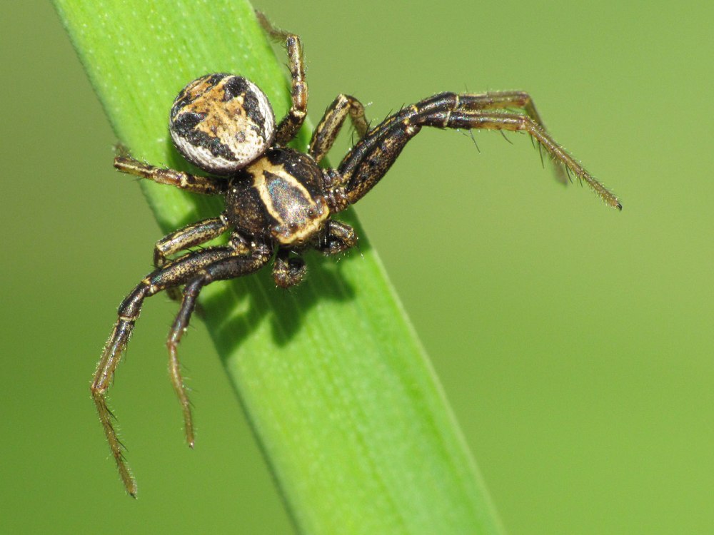 Паук Xysticus cristatus