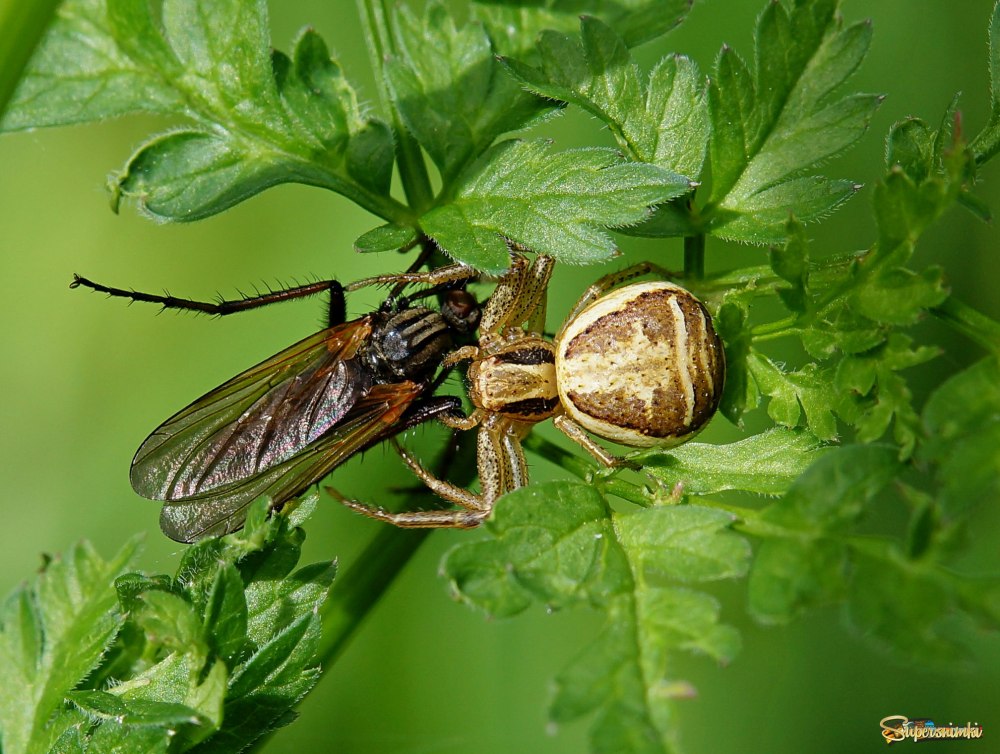 Xysticus Lanio