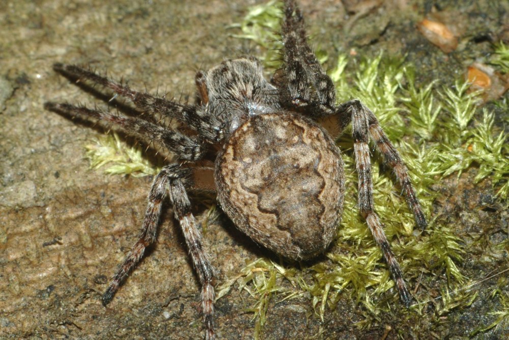 Паук кругопряд Larinioides ixobolus