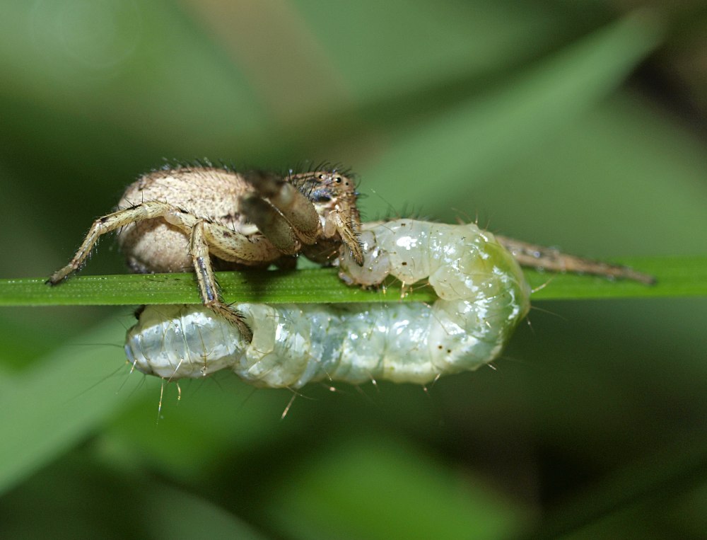 UDEA prunalis