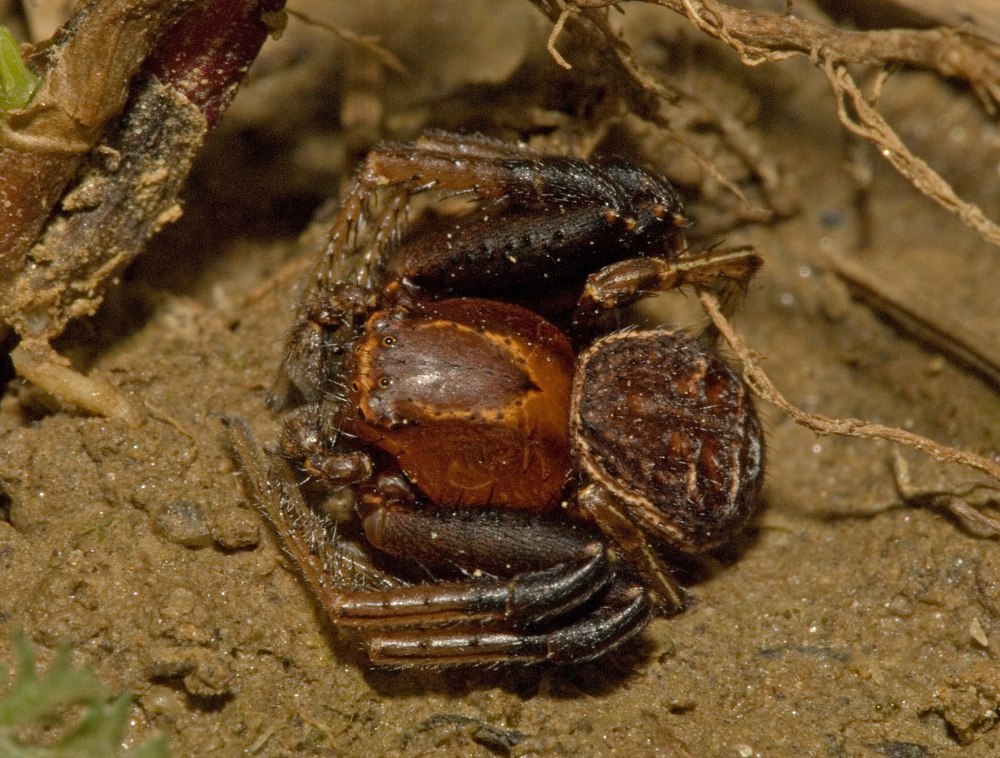 Xysticus emertoni