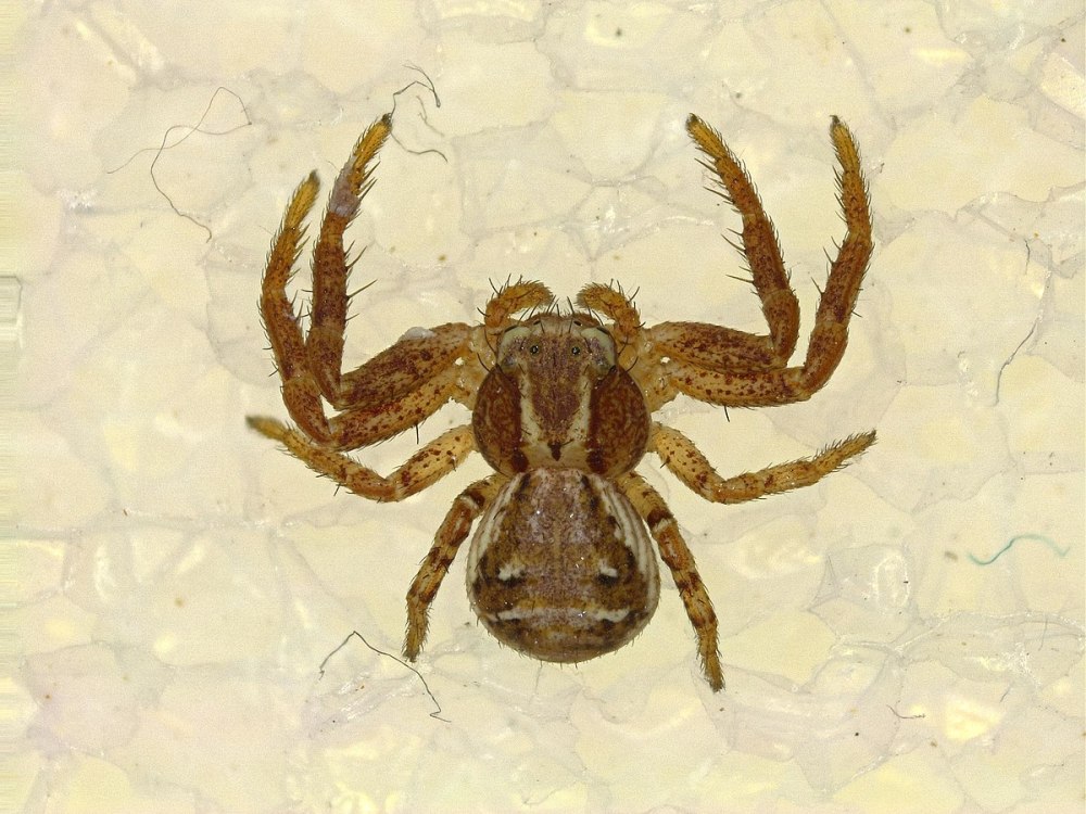 Паук Xysticus SP