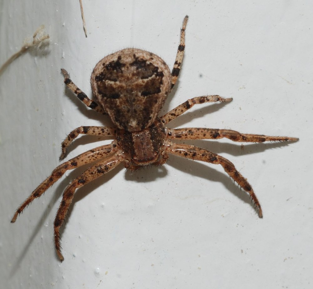 Паук Xysticus SP
