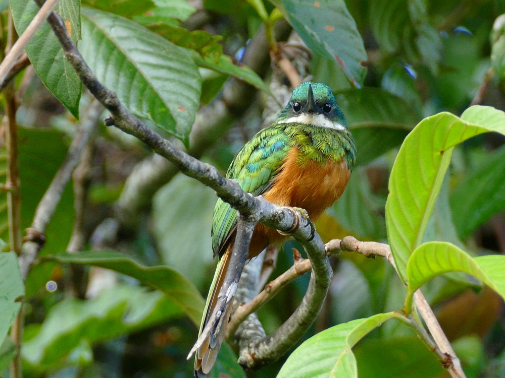 Galbula ruficauda