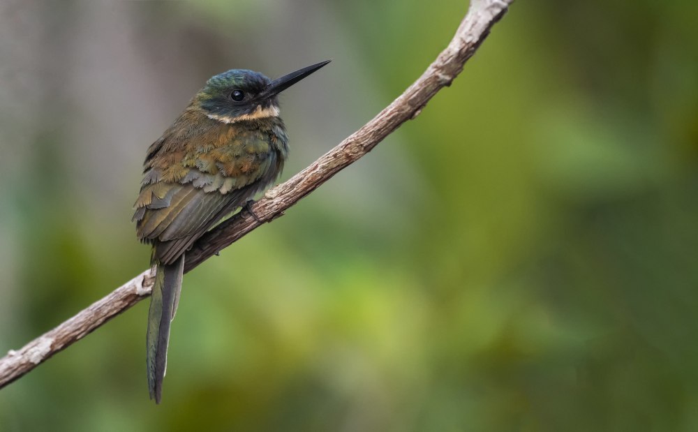 Purus Jacamar