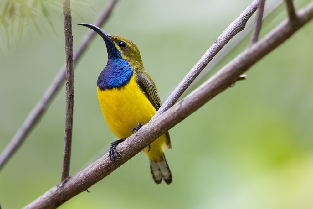 Flaming Sunbird