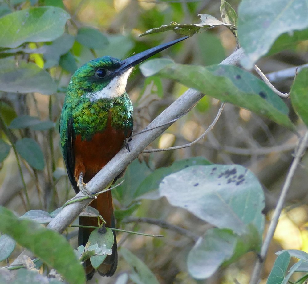 Galbula ruficauda