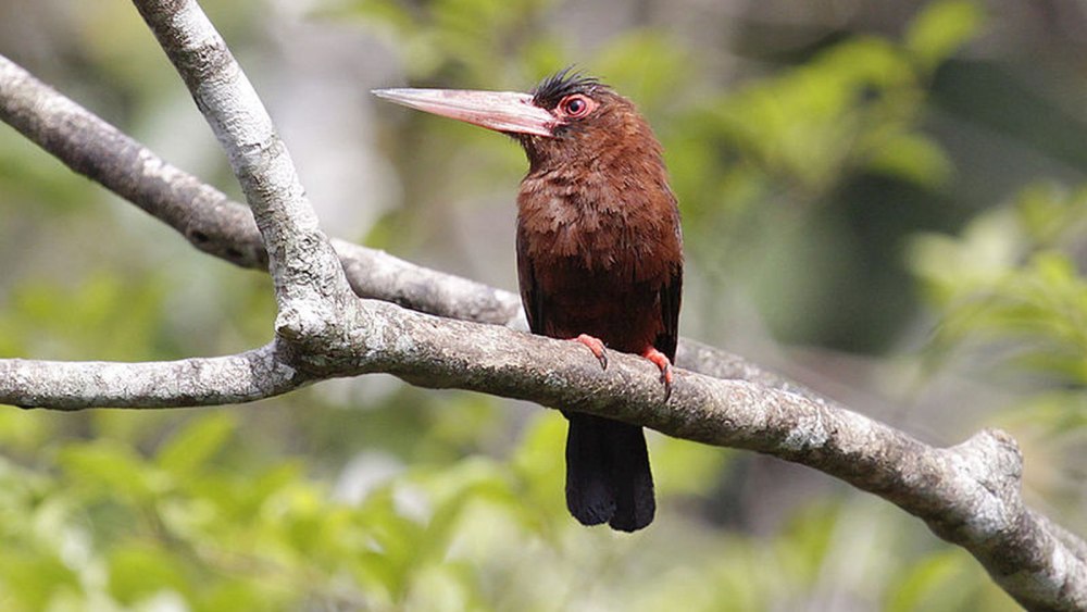 Galbalcyrhynchus leucotis