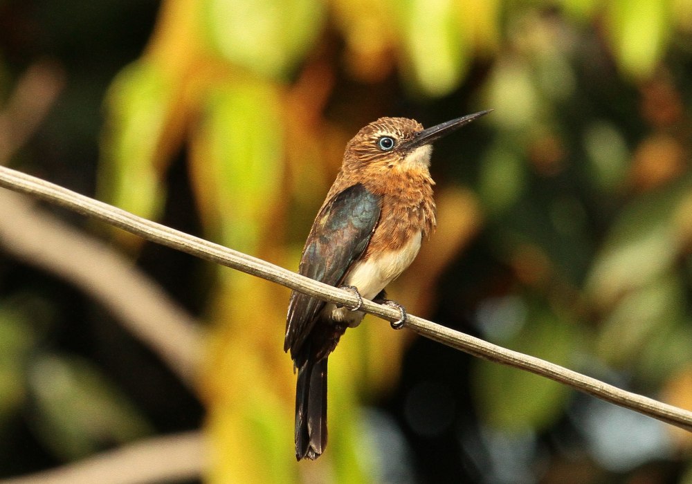 Brachygalba goeringi