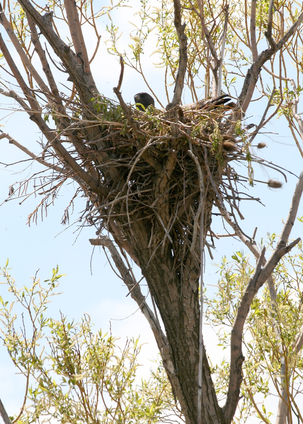 Hawk Nest 16e