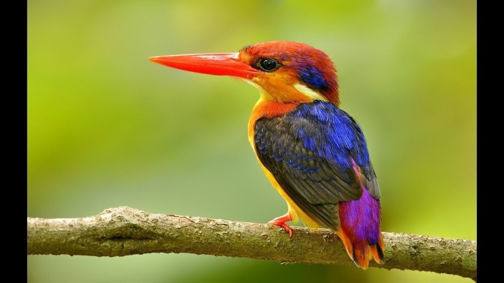 Kalametiya Bird Sanctuary