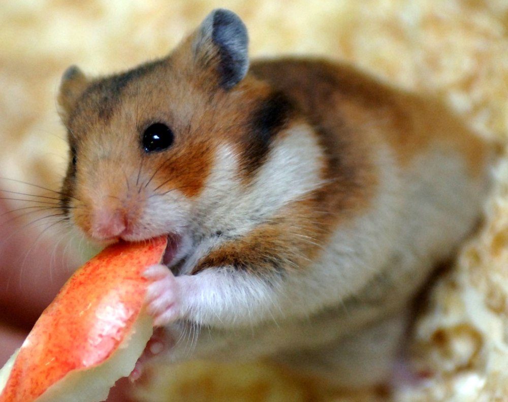 Х Hamster free
