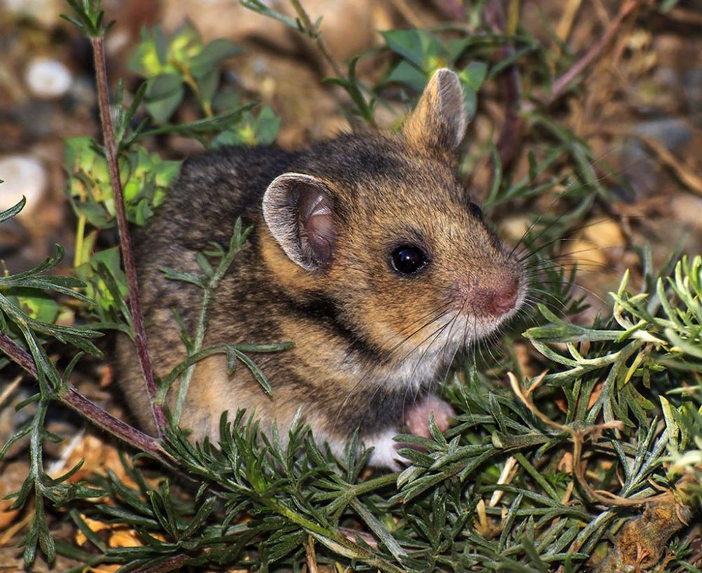 Хомячок Эверсманна (Allocricetulus eversmanni)
