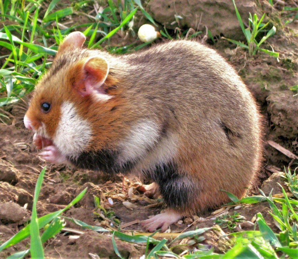Обыкновенный хомяк Cricetus Cricetus