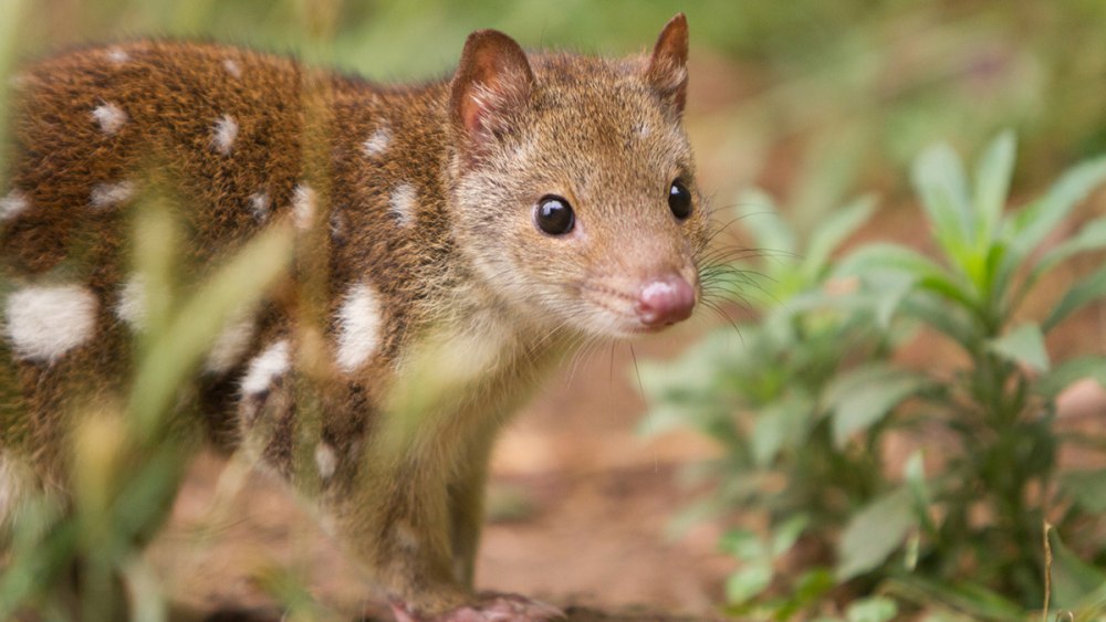 Quoll перевод
