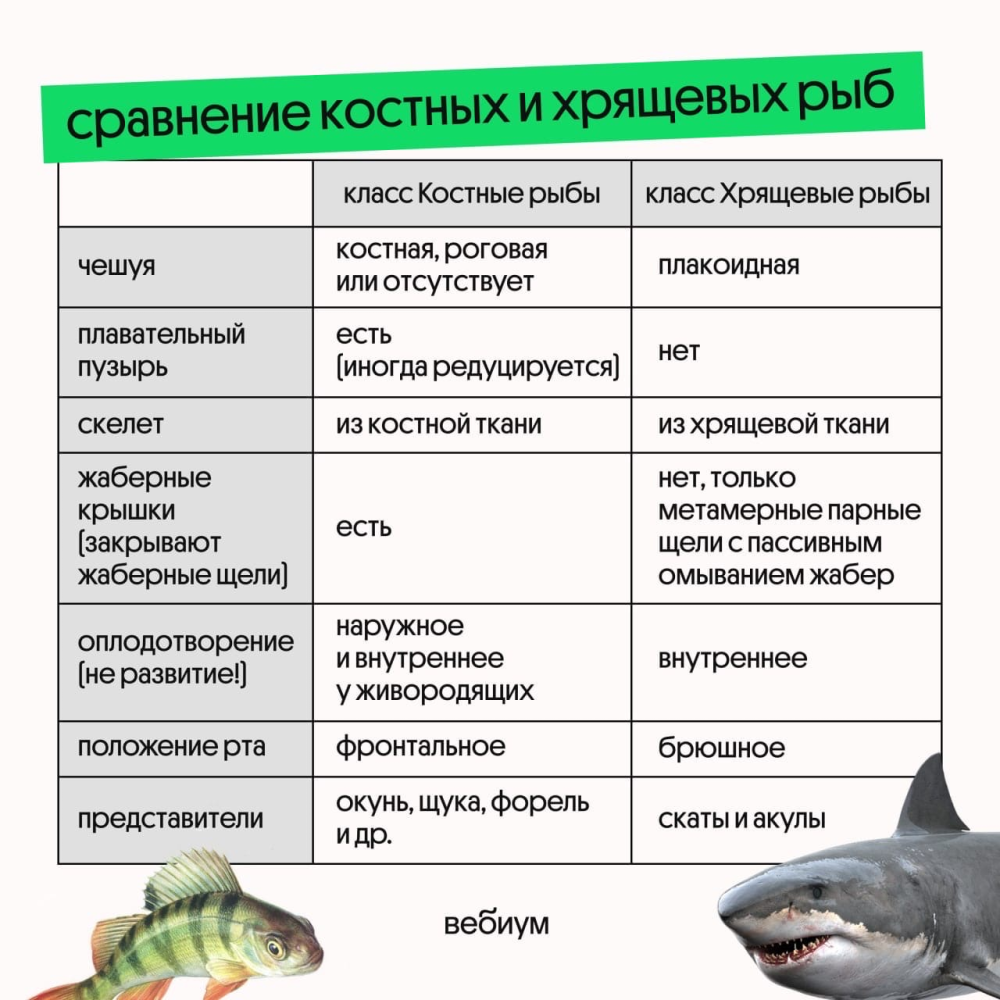Костно-хрящевые рыбы представители. Сравнительная характеристика хрящевых и костных рыб. Класс костные рыбы. Класс хрящевые и костные рыбы таблица.