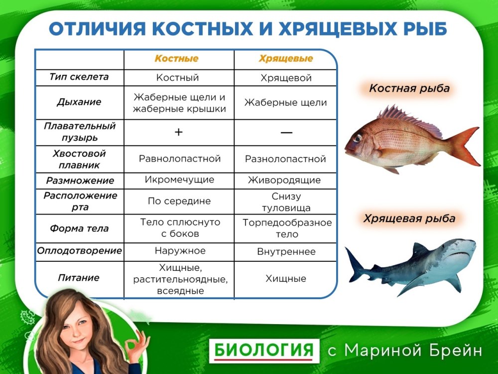 Акула систематическая группа. Сравнение хрящевых и костных рыб таблица 7 класс. Сравнение костистых и хрящевых рыб. Сравнение класса хрящевые и костные рыбы. Сравнение хрящевых и костных рыб.