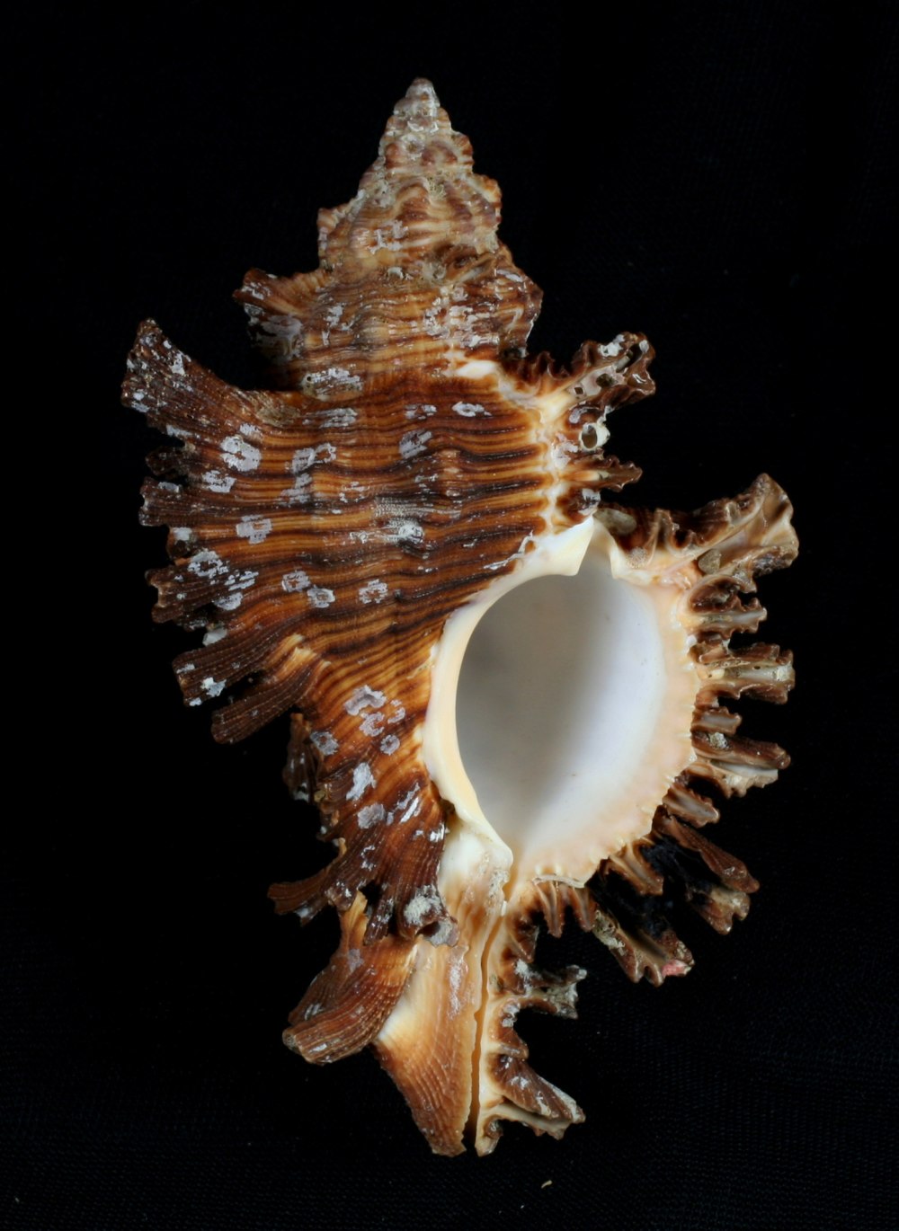 Chicoreus damicornis